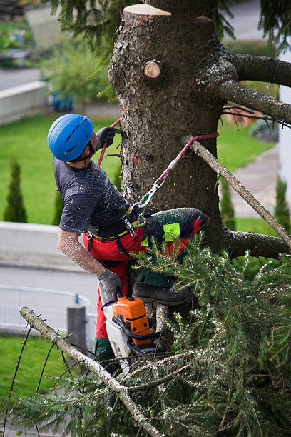 Reliable Pearisburg, VA Tree Removal Solutions